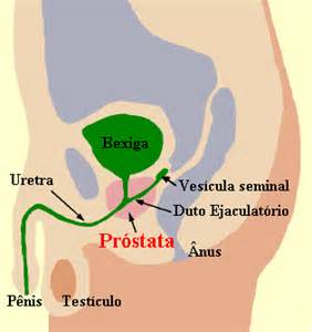 Onde Se Localiza A Prostata - Dr. Deo de Freitas: Prostata - Importância do Exame da Prostata