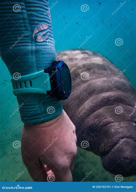 Manatee Sanctuary Park -- Statue Of Manatees At Cape Canaveral Florida