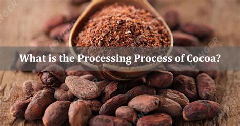 What is the Processing Process of Cocoa? 5 Stages - Cocoa Machinery