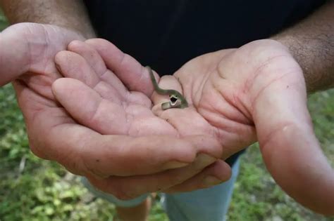 33 Pictures That Prove Reptiles Can Be Unbearably Cute