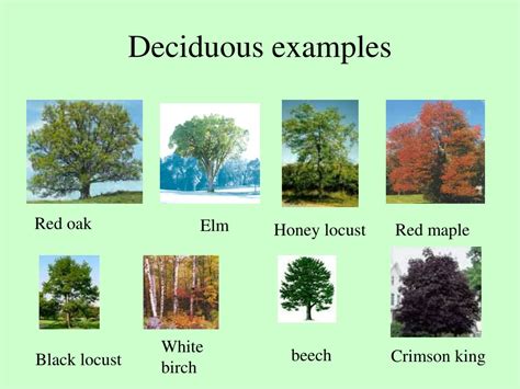 PPT - Tree Identification Powerpoint PowerPoint Presentation, free ...
