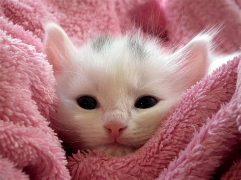 Foto De Gato Fofinho - Mais de 500 imagens grátis de Gatos Fofos e Animal - Pixabay