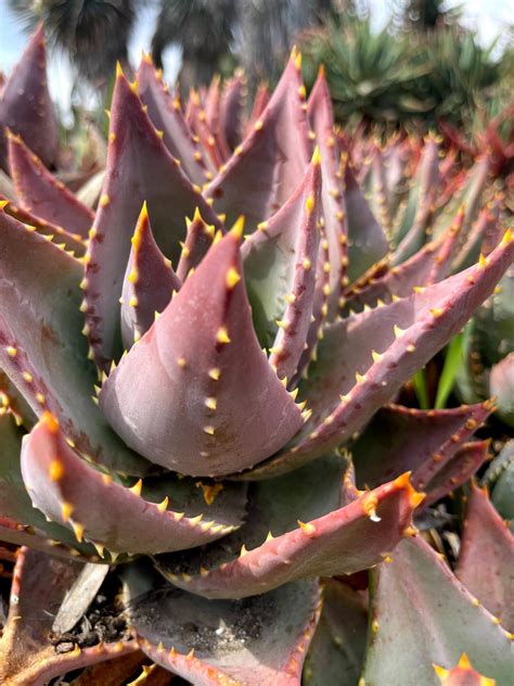 Aloe mitriformis | The Huntington