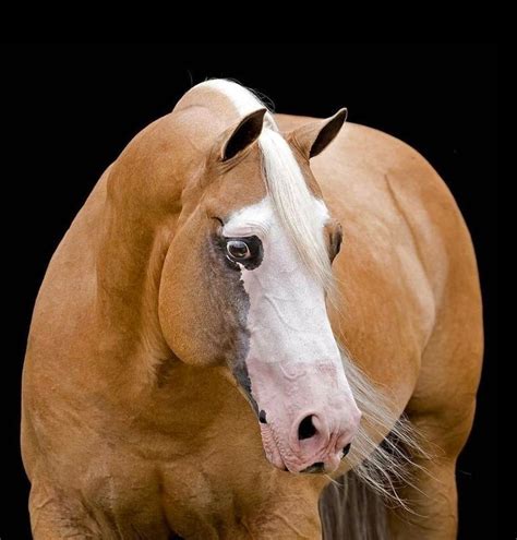palomino quarter horse horses quarter horse palomino
