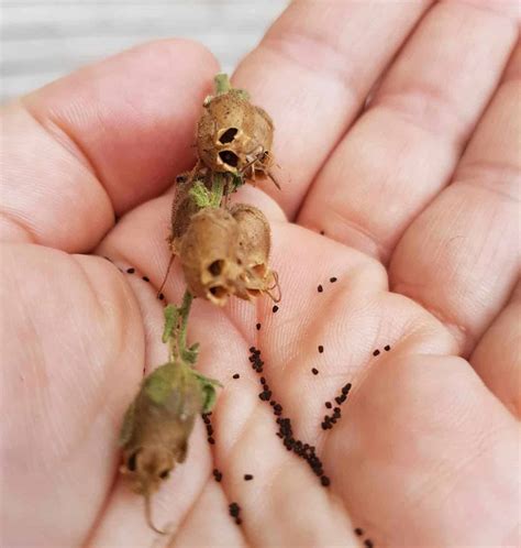 collecting snapdragon seeds plants craze