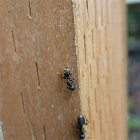 Should You Call a Pro to Deal with Big Carpenter Ants in Your House
