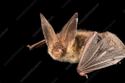Brown long-eared bat - Stock Image - F042/3328 - Science Photo Library