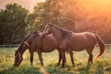 11 Signs a Horse is Pregnant - Farmhouse Guide