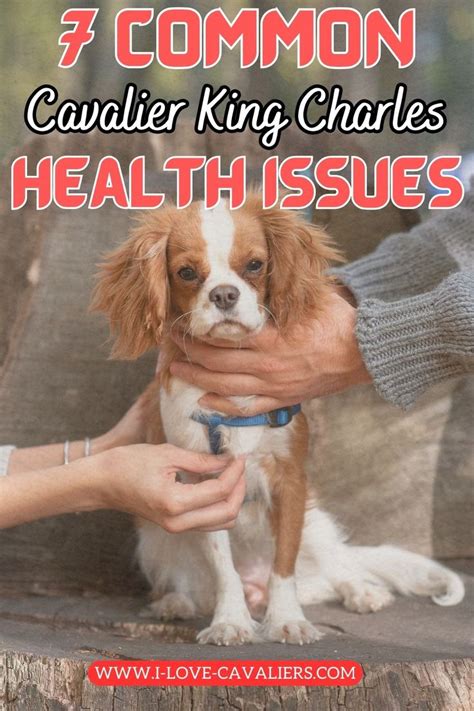 7 Common Cavalier King Charles Spaniel Health Issues | Cavalier king ...