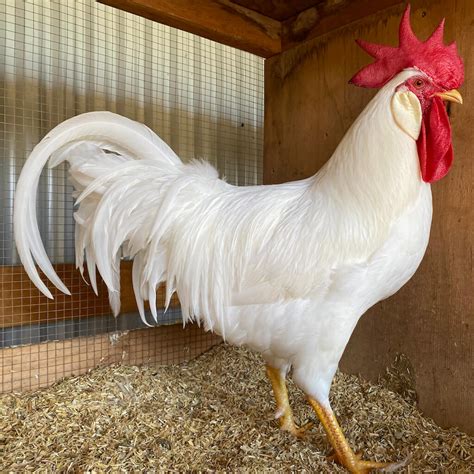 poodle   hen white leghorn chicken breeding