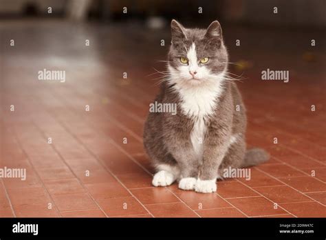 cat sitting   res stock photography  images alamy