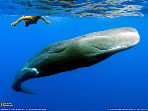 Sperm Whale | Animal Wildlife