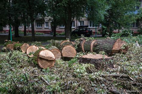 На «Розочке» пилят взрослые деревья. Исполнитель: они аварийные