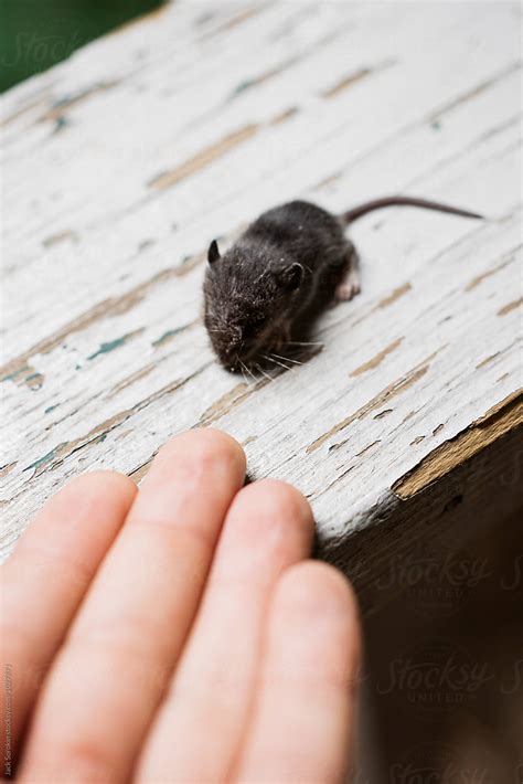 "Tiny Mouse Climbing On To Person's Hand" by Stocksy Contributor "Jack ...