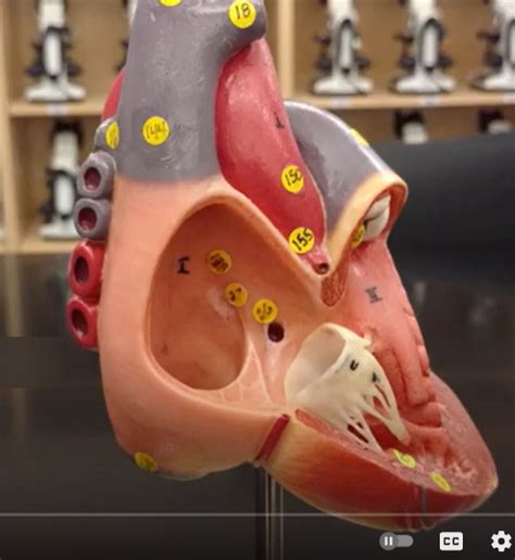cardiovascular practical heart interior  side view diagram quizlet