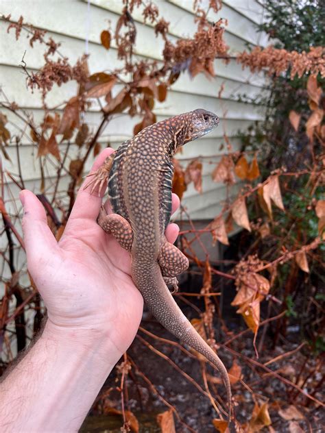 Giant Butterfly Agamas For Sale | American Reptile Distributors