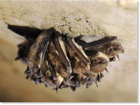 Deadly fungus is killing millions of bats in eastern US - now it's in ...