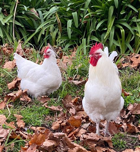 Surprise Me! Pure heritage – Chicken Mad