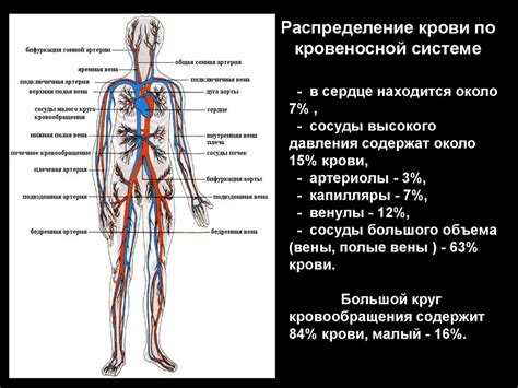 Физиология сосудов - презентация онлайн