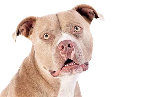 Discover 11 Rare and Unique Pitbull Colors - A-Z Animals