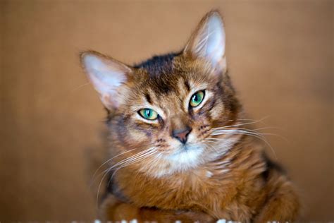 Somali Cat Breed Information & Characteristics
