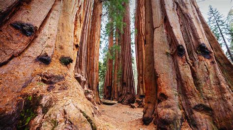 bing image giant sequoias sequoia national park california usa