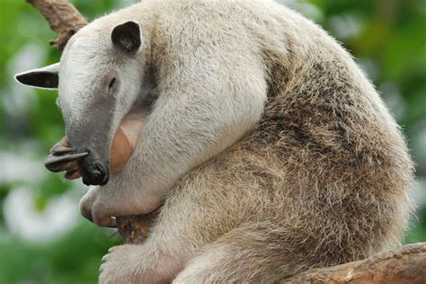 The Fascinating World of Anteaters: Exploring Their Behavior and Habitat | by JaqLop | Medium