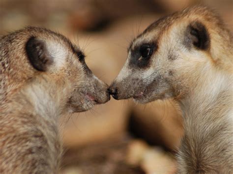 cute animal pairs 2
