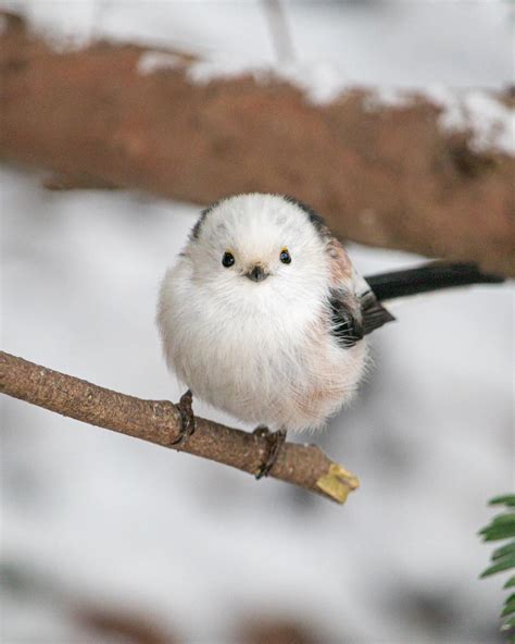 Long tailed tit. Probably the cutest bird I've ever taken picture of