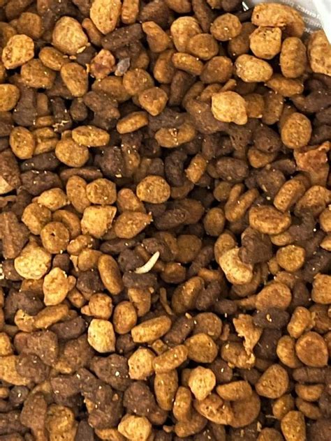 Purina Pro Plan High Protein Shredded Chicken & Rice Kitten Food, 3 lbs ...