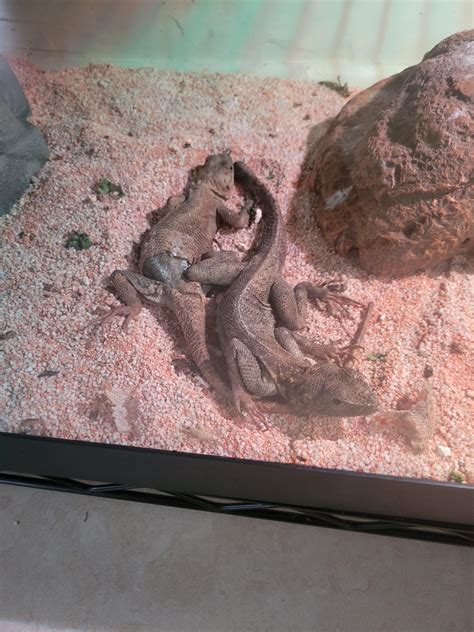 rescued these lizards need help identifying : r/Lizards