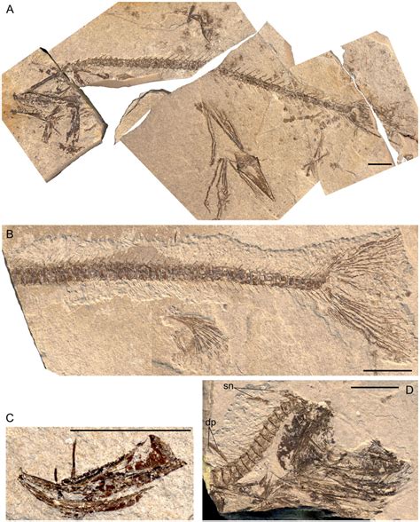 A Miocene Pearleye, Benthalbella praecessor, sp. nov. (Teleostei ...