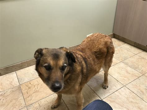 Belvoir Pet Hospital Gallery | Vet In South Euclid, OH