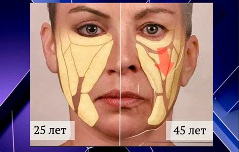 Подкожно-жировая клетчатка на лице и почему жир на лице - это важно и ...