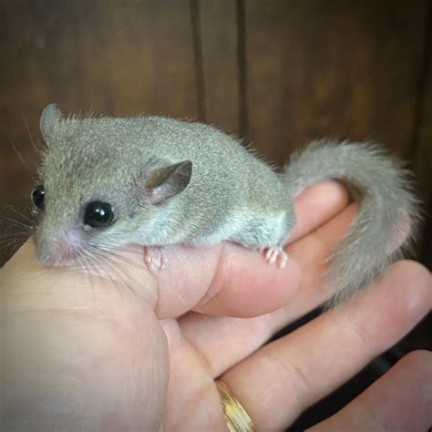 A young African dormouse. He has a bushy tail like a squirrel. : r