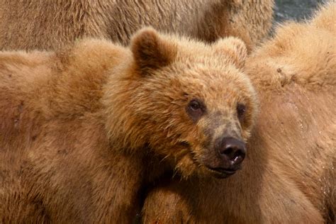 Kodiak Bear Predator - Free photo on Pixabay - Pixabay