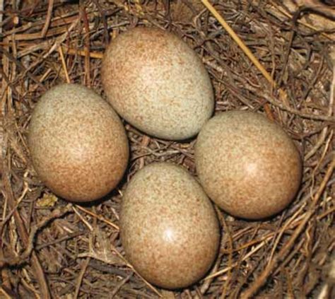 Tom's Blog: Brown thrasher flushed from nest while spraying buckthorn