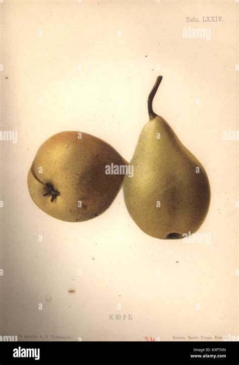1906. Атлас плодов. 72. Кюре Stock Photo - Alamy