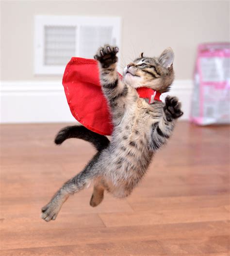 Super Kitten by Josh Norem | 500px | Kittens cutest, Kittens, Funny animals