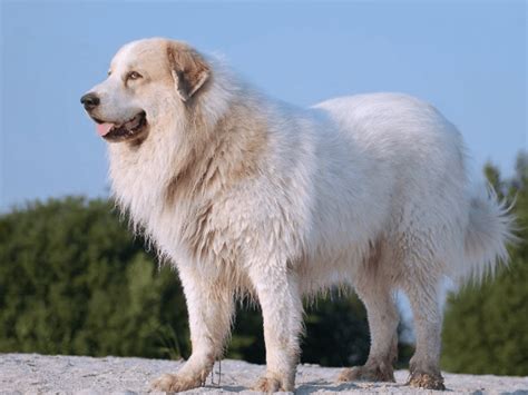 Pyrenean Mountain Dog Dog Breed | UKPets