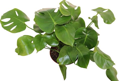 amazoncom monstera split leaf   california tropicals