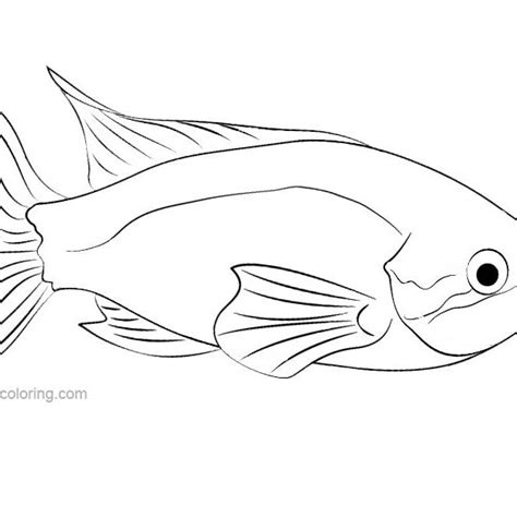 Rainbow Fish Coloring Pages - Free Printable Coloring Pages