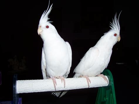 Cockatiel wallpaper | 2560x1920 | #58245