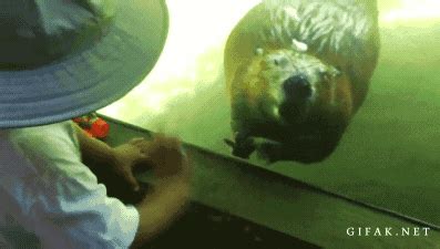 Zoo GIF - Find & Share on GIPHY