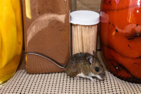 How to Get Rid of Mice in Restaurant - Pestcontroloshawa.ca