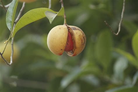 gambar pohon alam cabang mekar menanam buah daun bunga