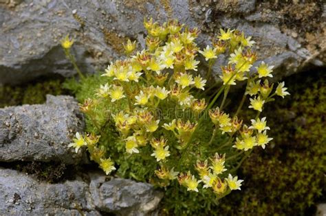 179 Photos de Saxifrage De Montagne Jaune - Photos de stock gratuites ...