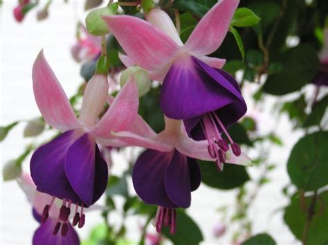 Bellenplant - Fuchsia 'Lena'