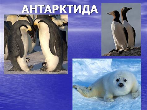 Животные Антарктиды - Презентации по географии