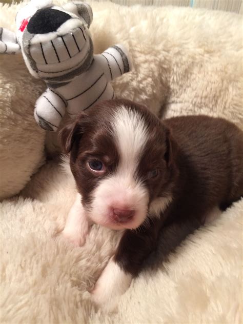 Female brown tri | Miniature australian shepherd puppies, Australian ...